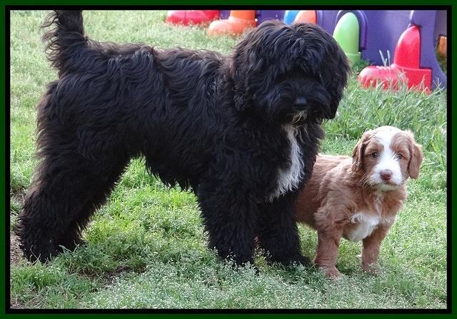Dulcie Tug pups 5 wks old 28 200