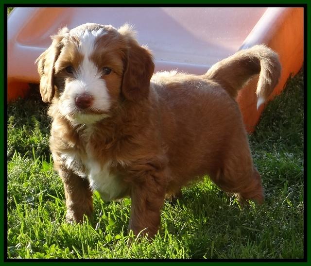 Dulcie Tug pups 6 wks old 261