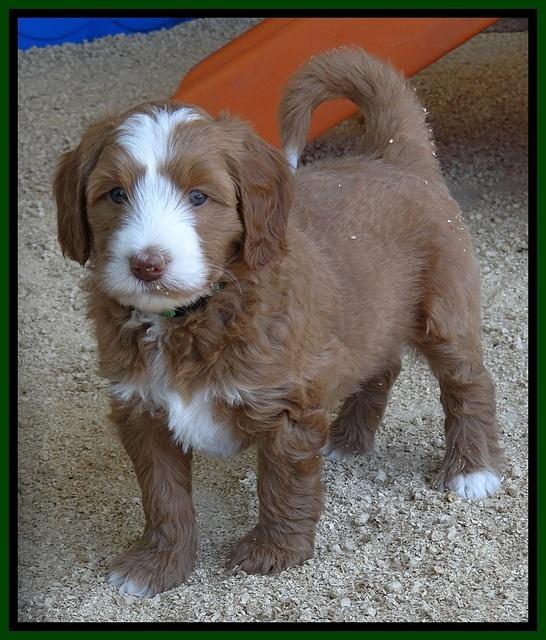 Dulcie Tug pups 6 wks old 281
