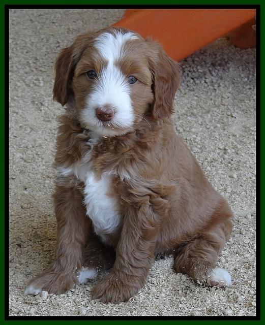 Dulcie Tug pups 6 wks old 301