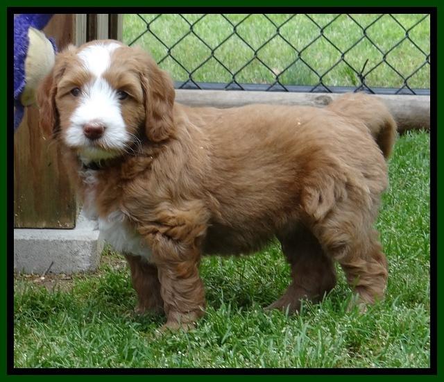 Dulcie Tug pups 6 wks old 321