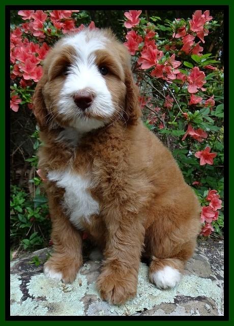 Dulcie Tug pups 8 wks old 71