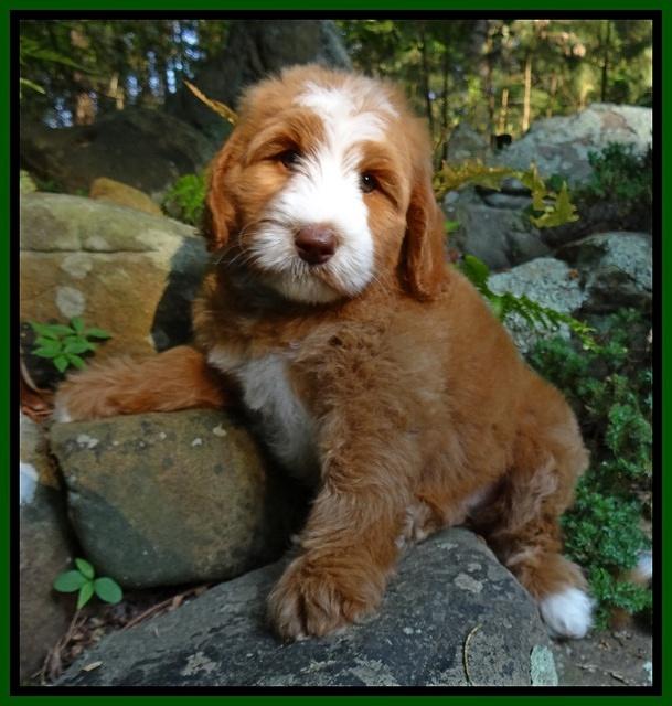 Dulcie Tug pups 8 wks old 81