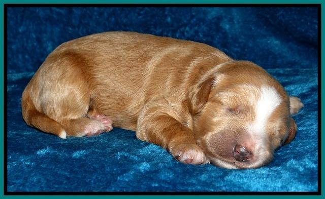Dulcie Tug pups 1 week old 191