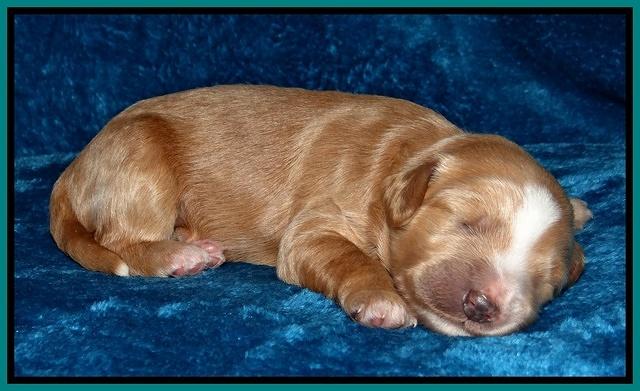 Dulcie Tug pups 1 week old 211