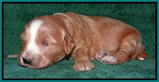 Dulcie Tug pups 2 wks old 211