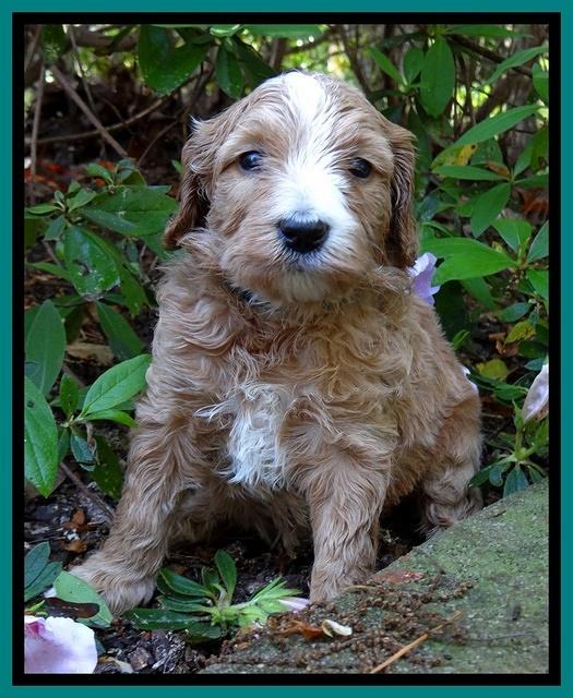 Dulcie Tug pups 4 wks old 241