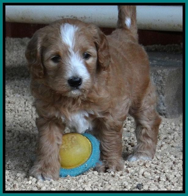 Dulcie Tug pups 5 wks old 241