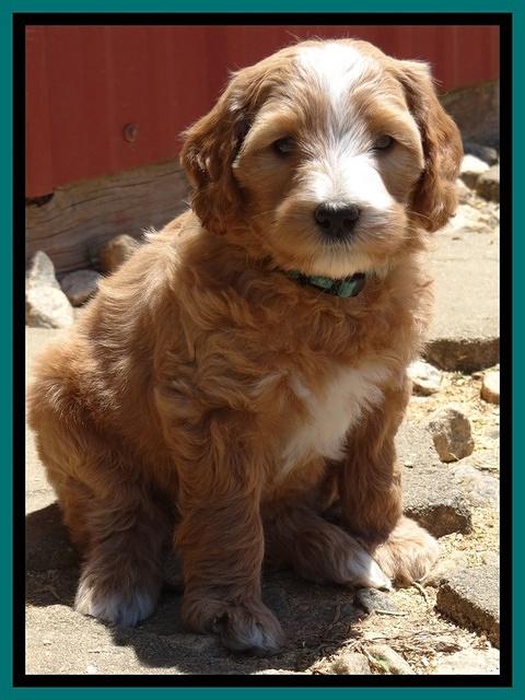 Dulcie Tug pups 6 wks old 361