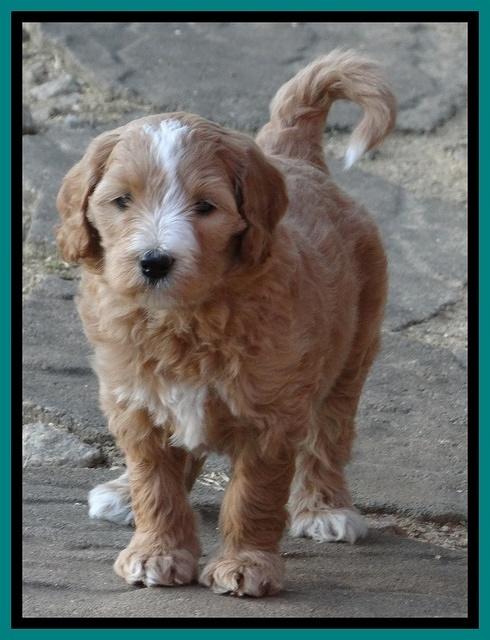 Dulcie Tug pups 6 wks old 371