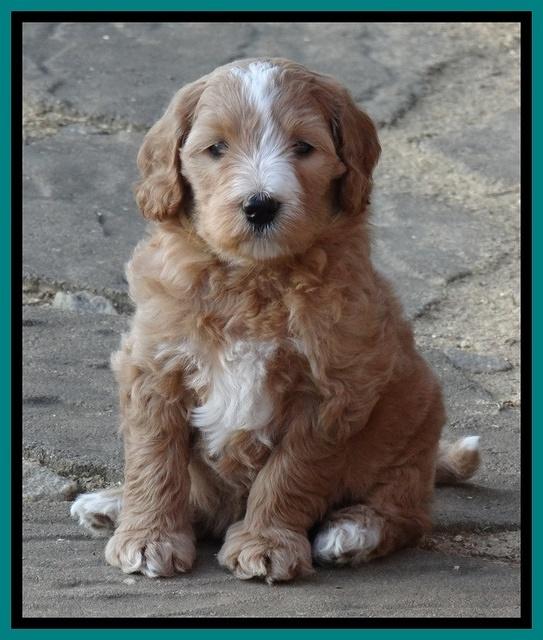 Dulcie Tug pups 6 wks old 381