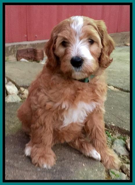 Dulcie Tug pups 7 wks old 281