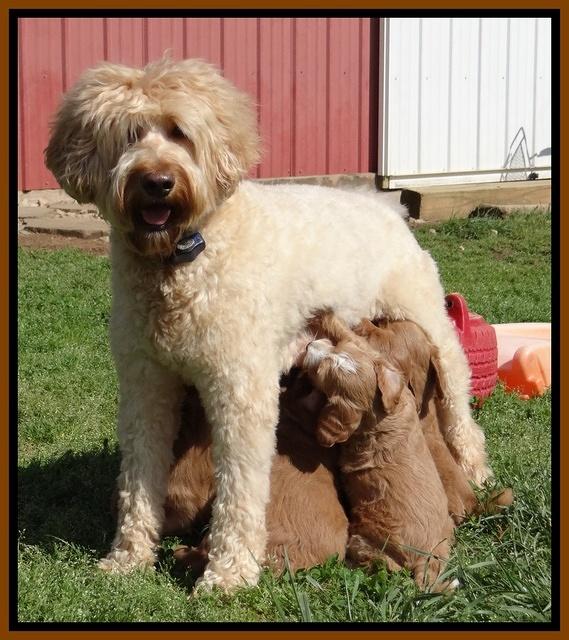 Dulcie Tug pups 5 wks old 37 200