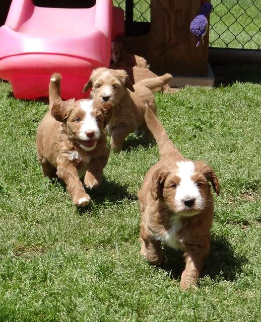 Dulcie Tug pups 6 wks old 411