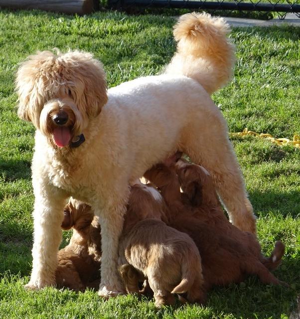 Dulcie Tug pups 6 wks old 421