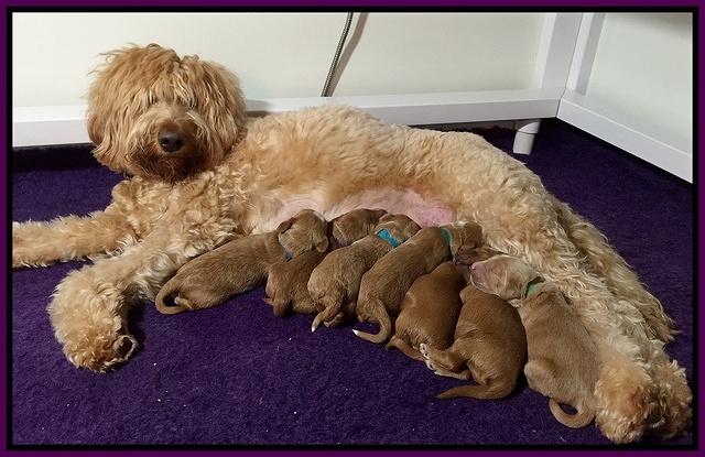 Dulcie tug pups 1 wk old group