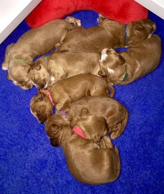Dulcie tug pups 2 wks old group 1