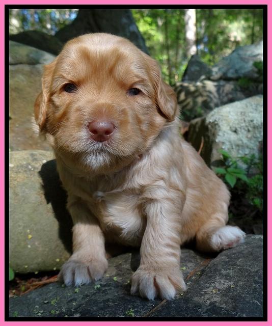 Cherie Blaze pups 3 wks old 31