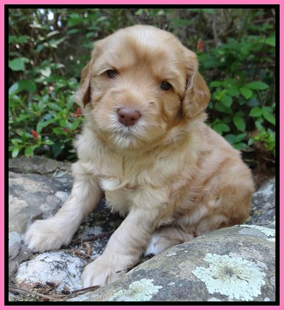 Cherie Blaze pups 4 wks old 41