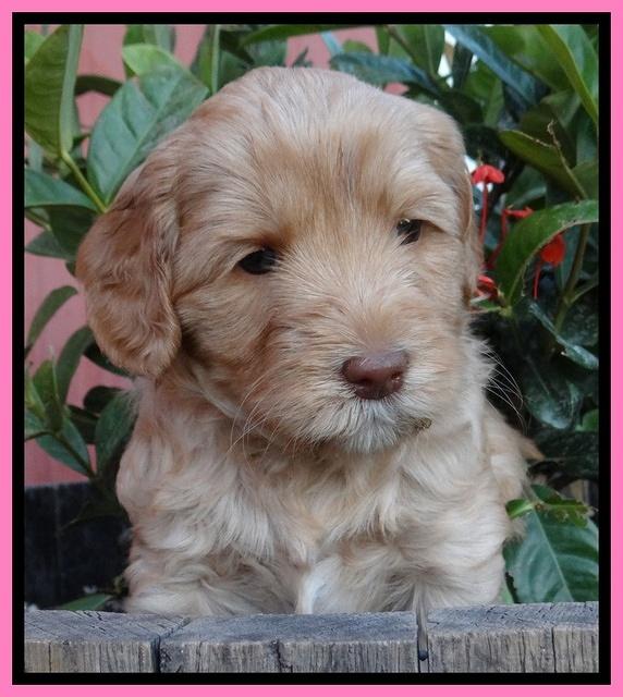 Cherie Blaze pups 5 wks old 21