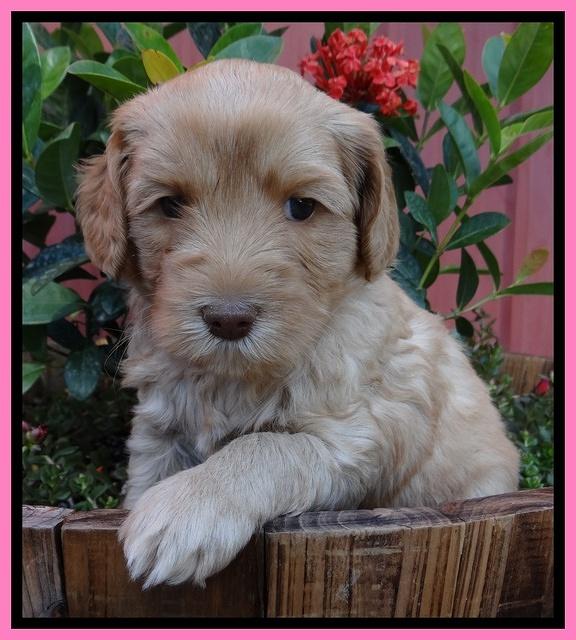 Cherie Blaze pups 5 wks old 31