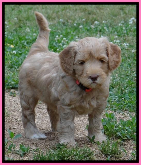 Cherie Blaze pups 6 weeks old 21
