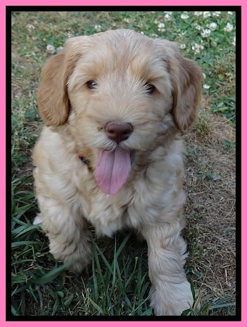 Cherie Blaze pups 7 weeks old 51