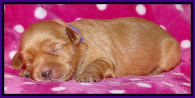 Cherie Blaze pups 1 wk old 61