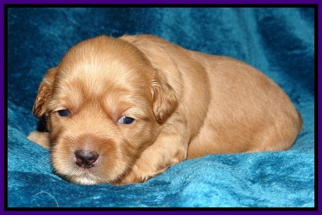 Cherie Blaze pups 2 wks old 31