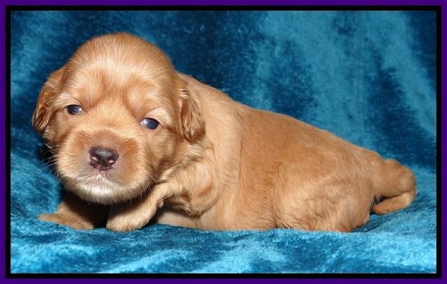 Cherie Blaze pups 2 wks old 41