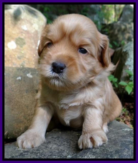 Cherie Blaze pups 3 wks old 81