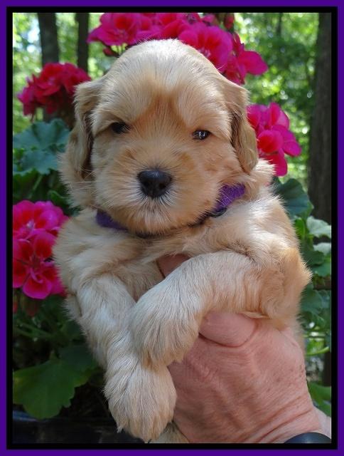 Cherie Blaze pups 4 wks old 71