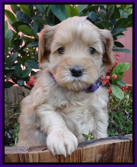 Cherie Blaze pups 5 wks old 101