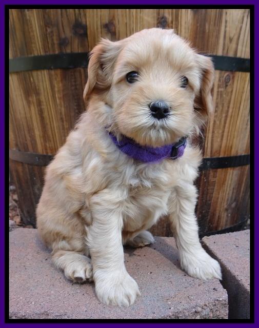 Cherie Blaze pups 5 wks old 71