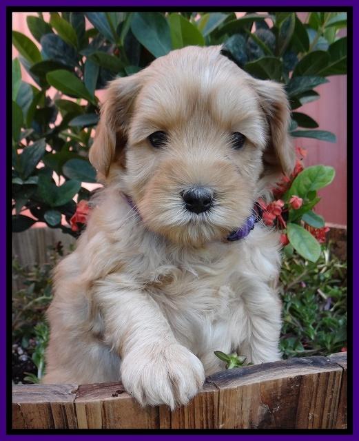 Cherie Blaze pups 5 wks old 91