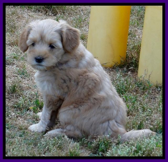 Cherie Blaze pups 6 weeks old 81