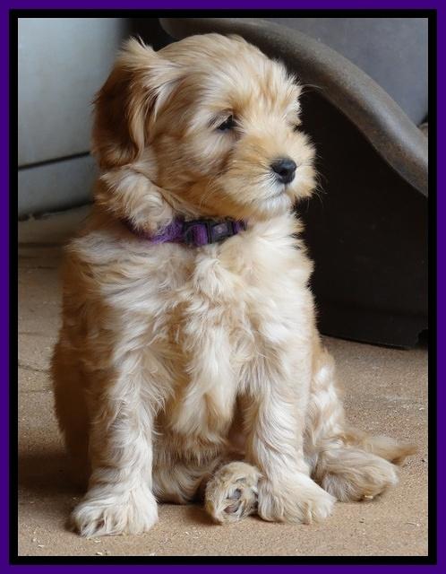 Cherie Blaze pups 7 weeks old 61