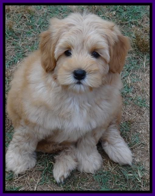 Cherie Blaze pups 8 wks old 11