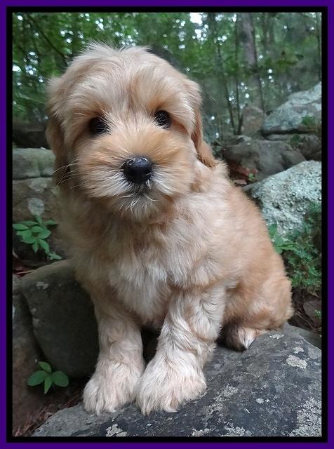 Cherie Blaze pups 8 wks old 21