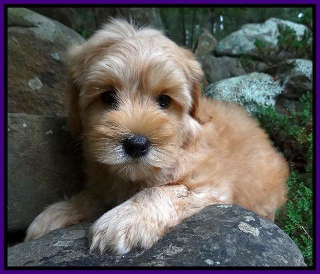 Cherie Blaze pups 8 wks old 31