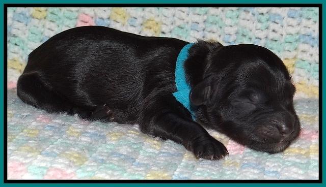 Cherie Blaze Newborn 31