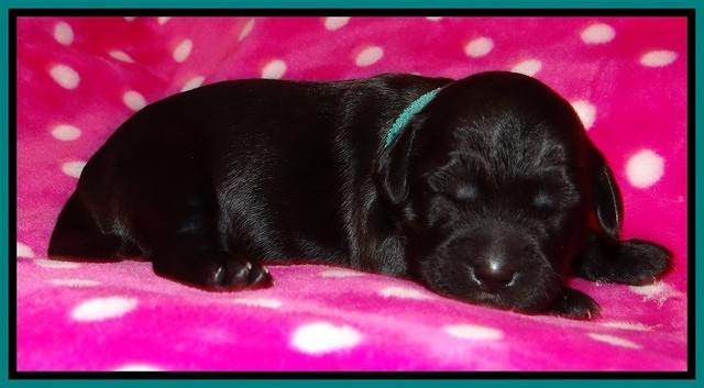 Cherie Blaze pups 1 wk old 71