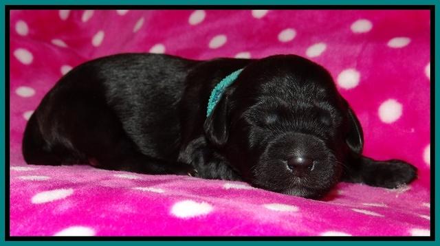 Cherie Blaze pups 1 wk old 81