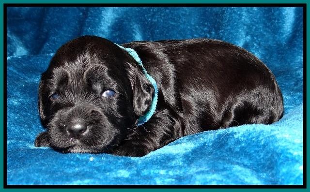 Cherie Blaze pups 2 wks old 61