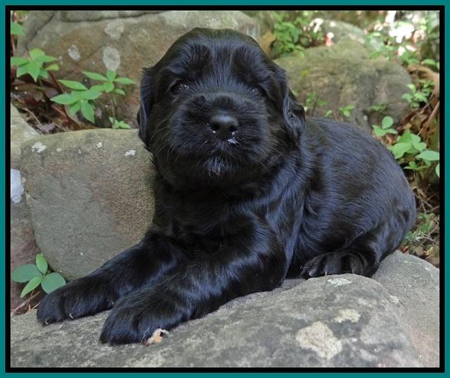 Cherie Blaze pups 3 wks old 91