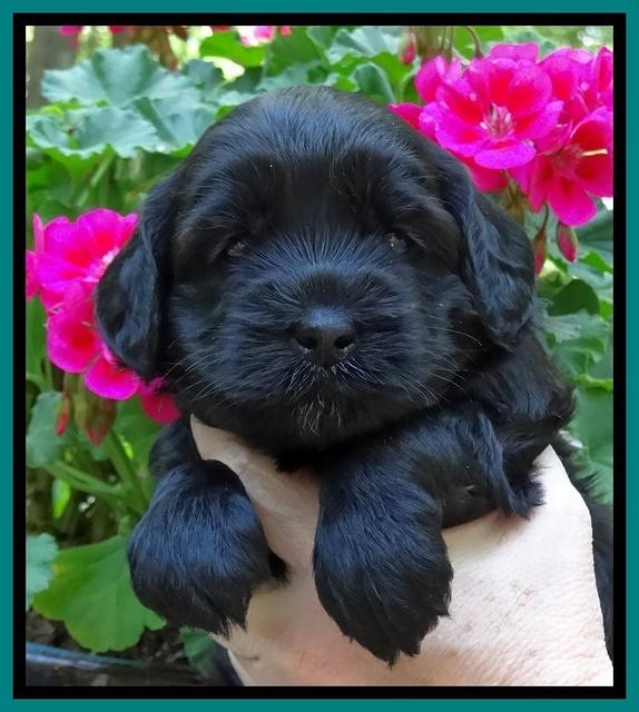 Cherie Blaze pups 4 wks old 111