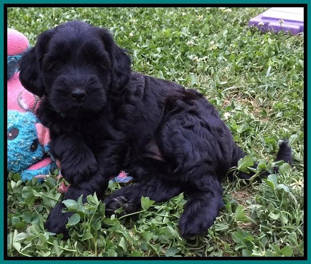 Cherie Blaze pups 6 weeks old 121