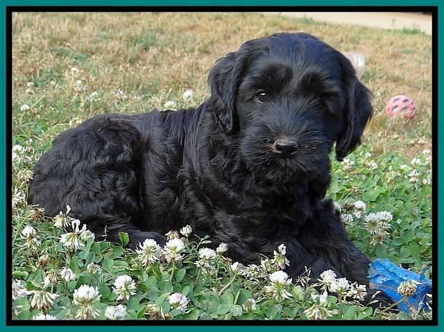 Cherie Blaze pups 7 weeks old 121