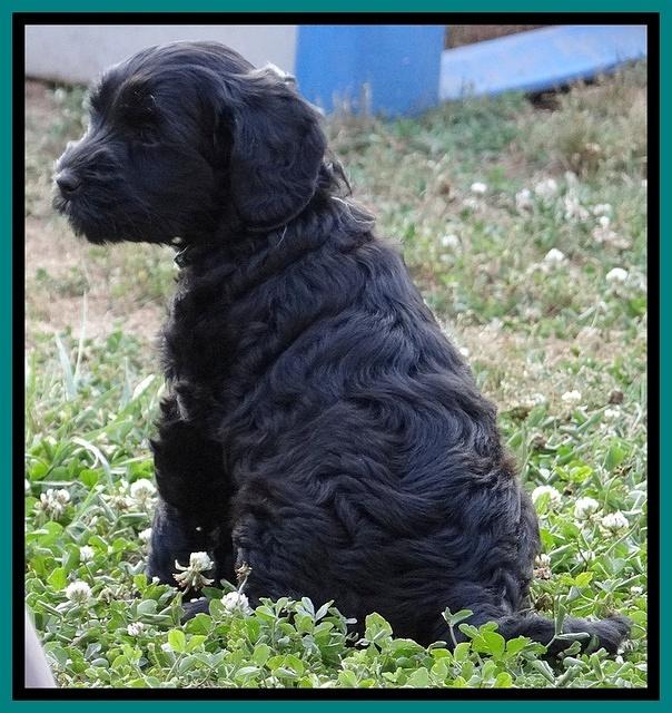 Cherie Blaze pups 7 weeks old 141