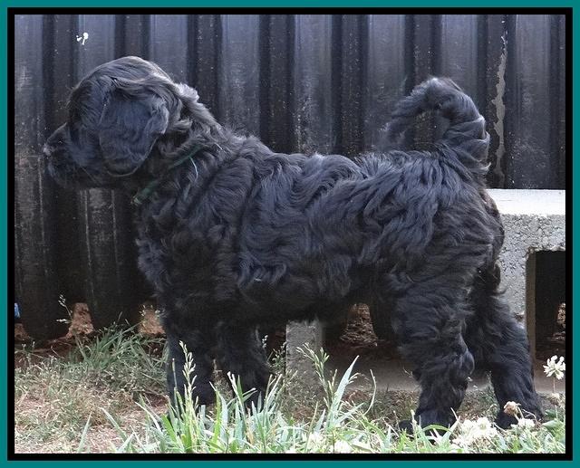 Cherie Blaze pups 7 weeks old 161